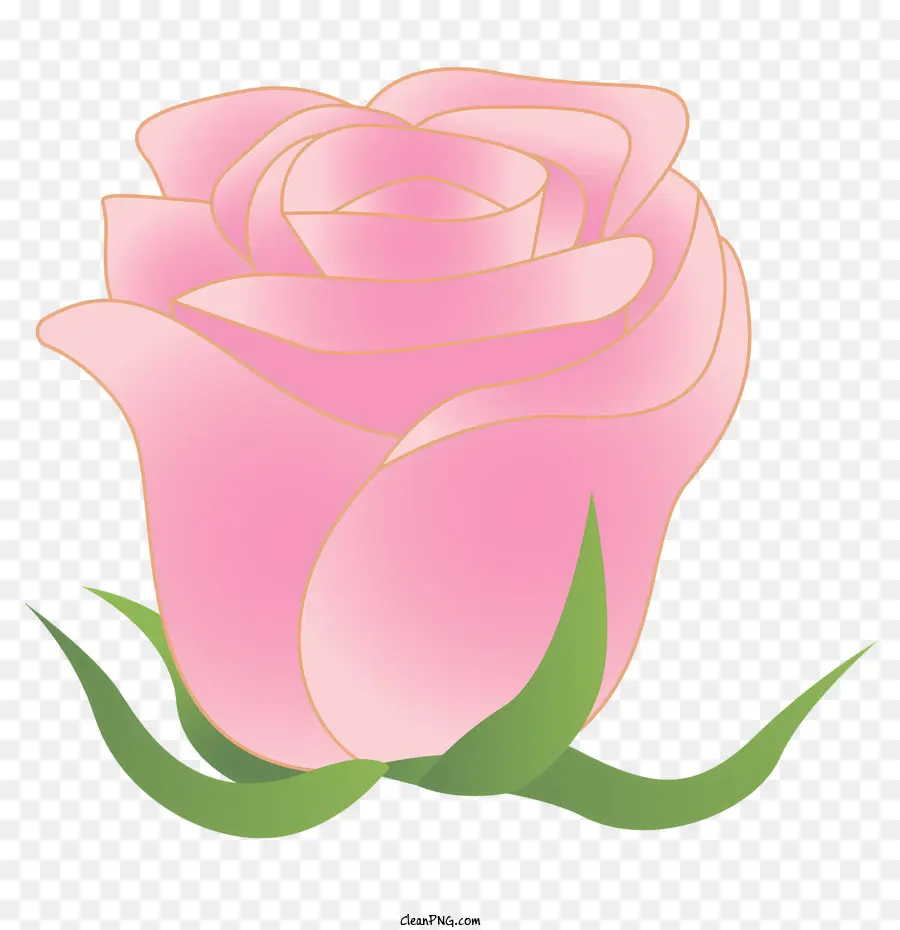 Rosa，Rosa Rosa PNG