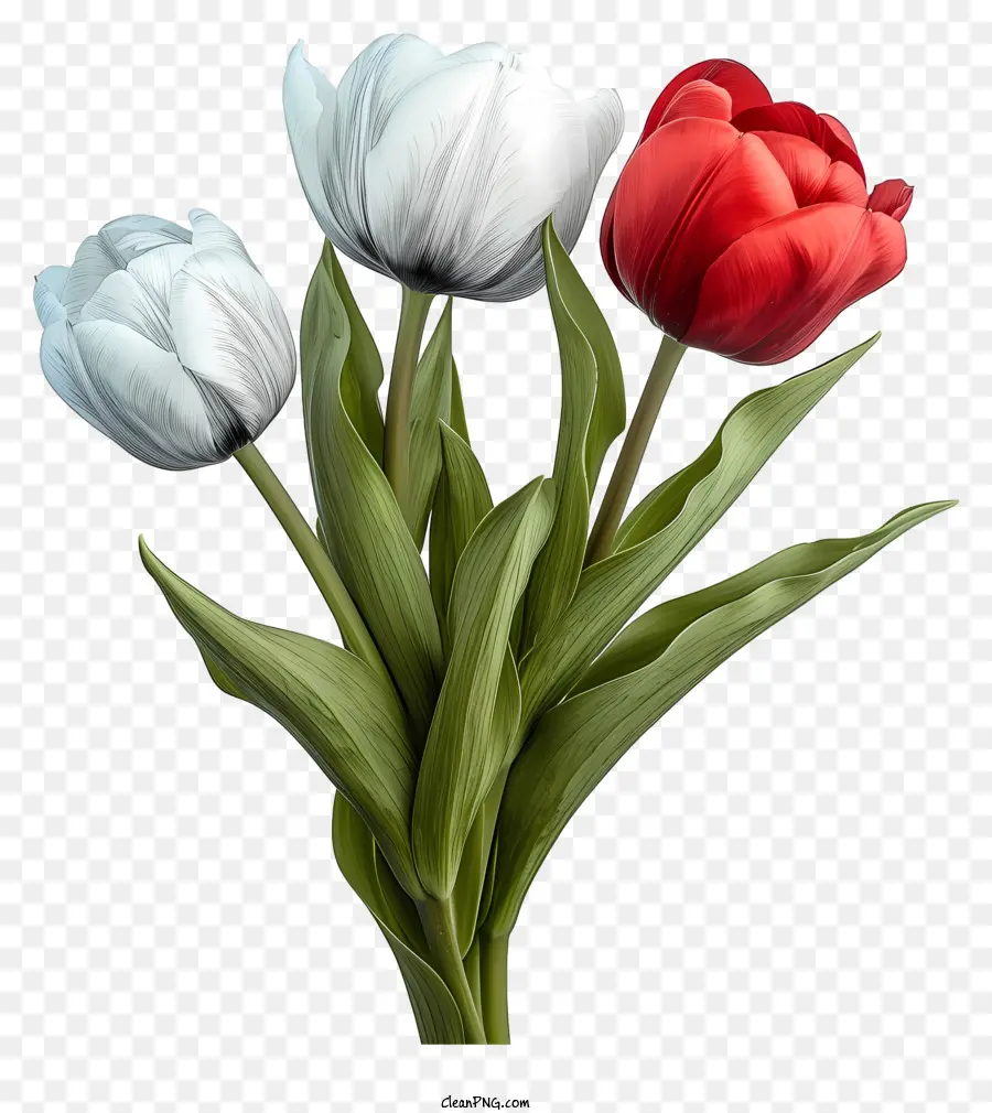 Bouquet De Estilo De Boceto，Los Tulipanes PNG