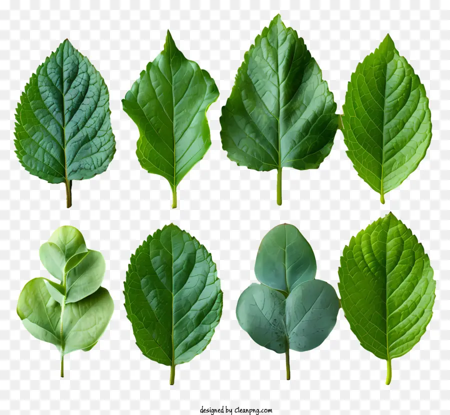 Hojas Verdes，Naturaleza PNG