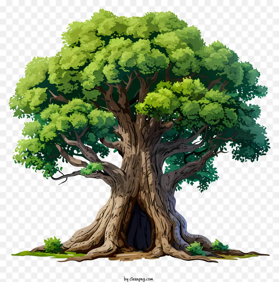 árbol Grande Dibujado A Mano，Árbol PNG