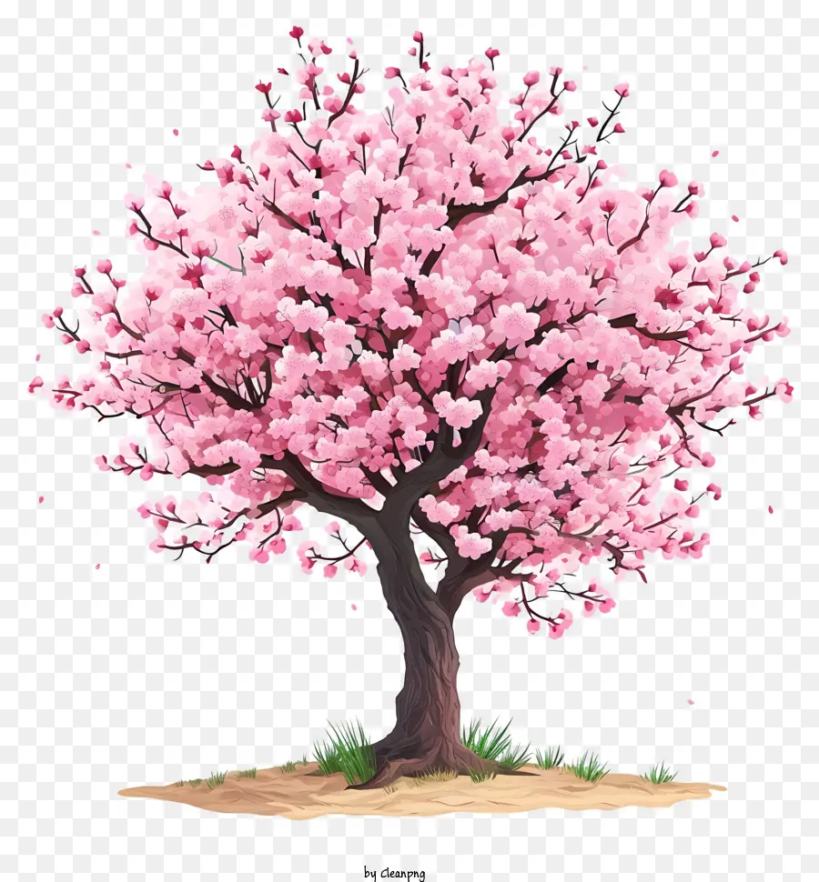 Árbol De Cerezo Dibujado A Mano，Flor De Cerezo PNG