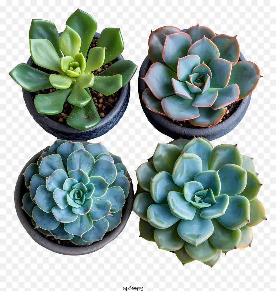 Suculentas，Las Plantas Suculentas PNG