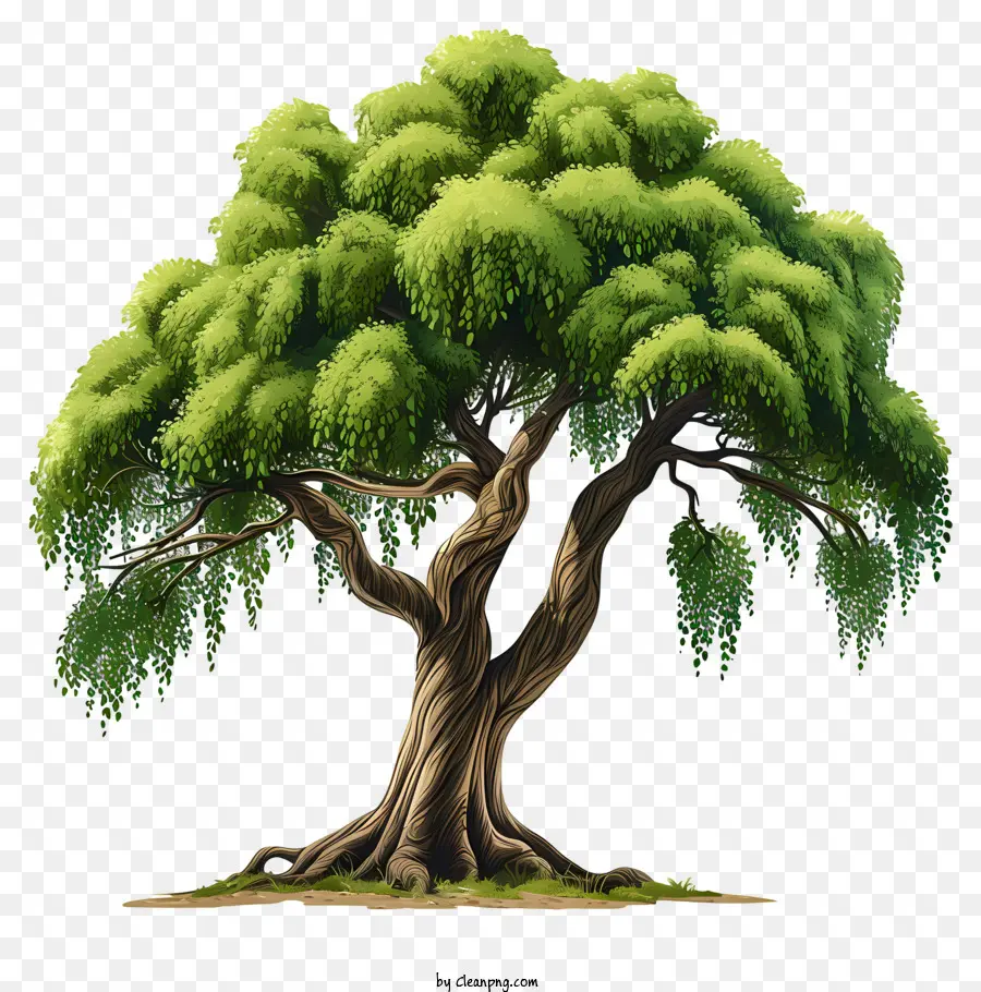 Árbol Plano，Árbol PNG