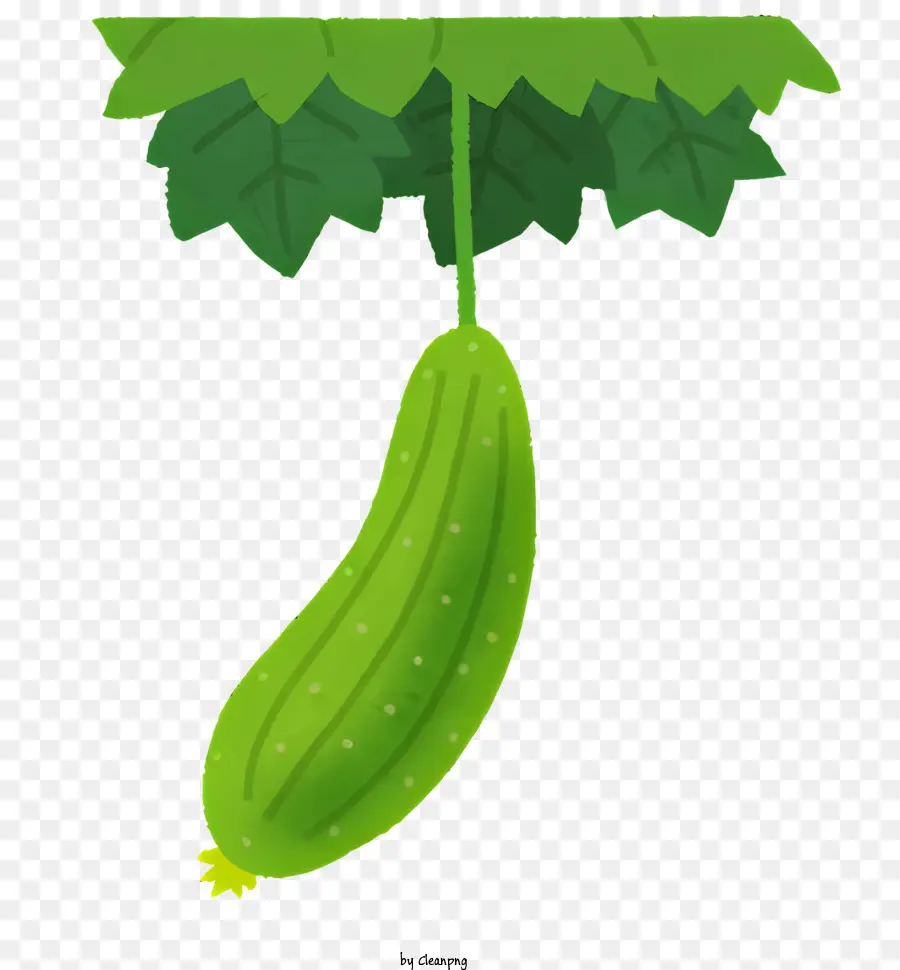 Vegetal，Pepino PNG