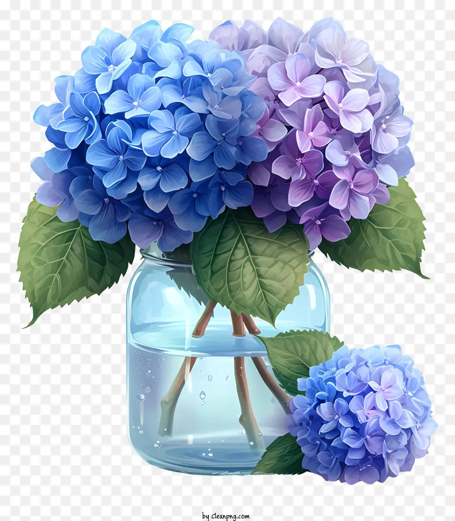 Sketch Hydrangea En Frasco，Florero De Cristal PNG