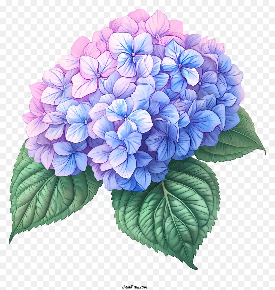 Flor De Hortensia Dibujada A Mano，Flor PNG