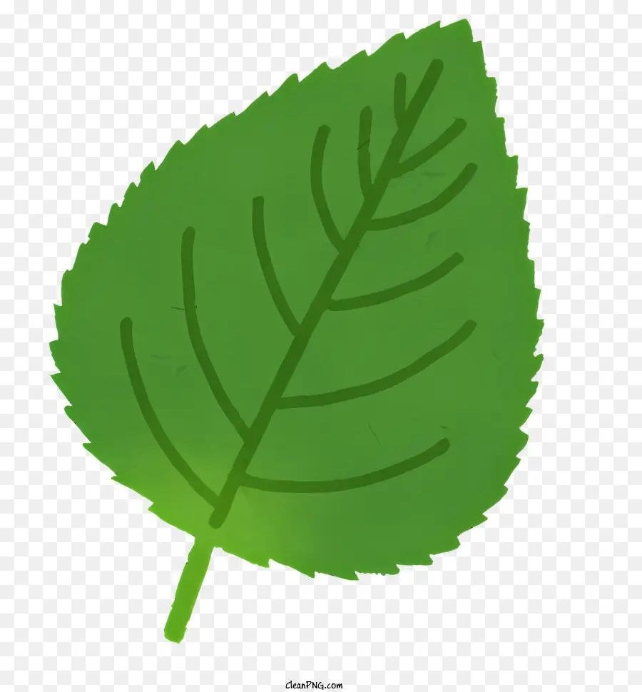 Vegetal，Verde Hoja PNG