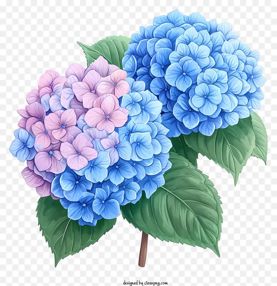 Flor De Hortensia Dibujada A Mano，Flores De Hidrante Azul PNG