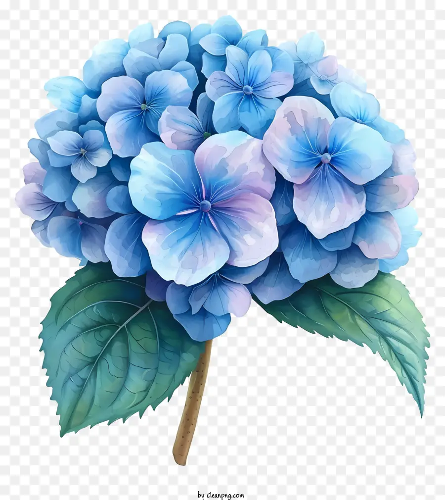 Flor De Hortensia En Pastel，Flor De Hidrante Azul PNG