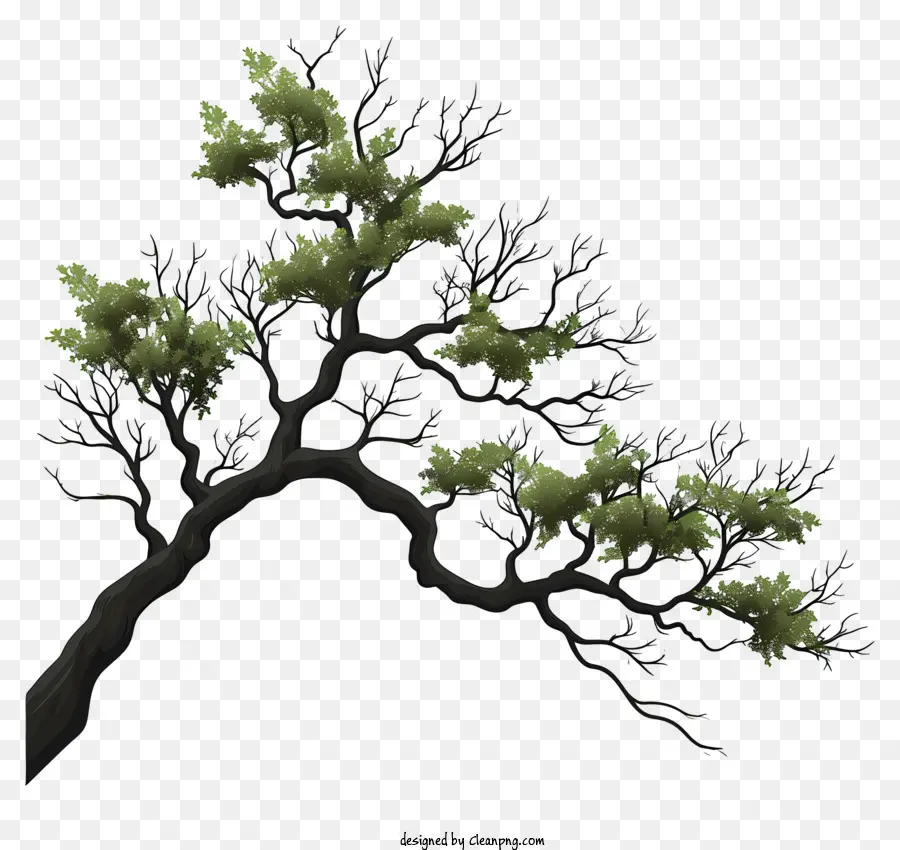 Rama De árbol Estilo Doodle，Rama De árbol PNG