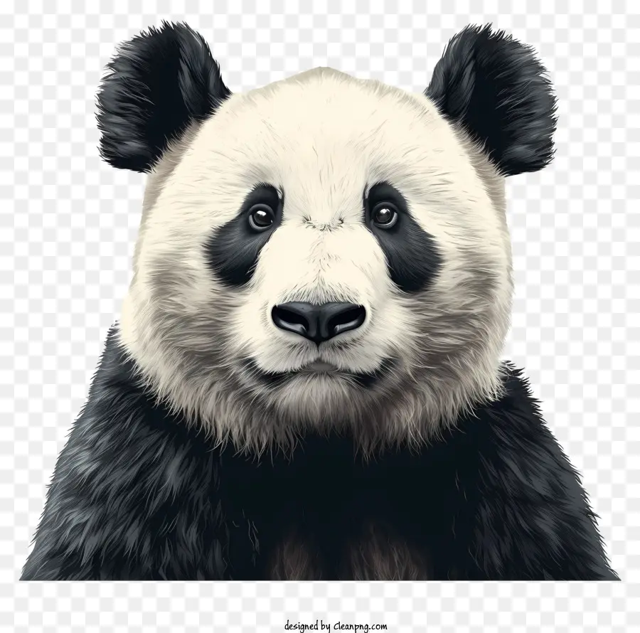 Panda，En Blanco Y Negro PNG