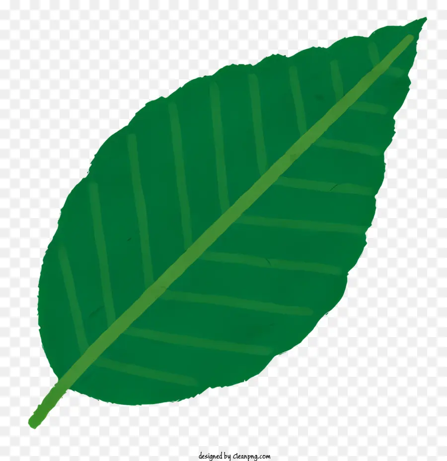 Planta，Verde Hoja PNG