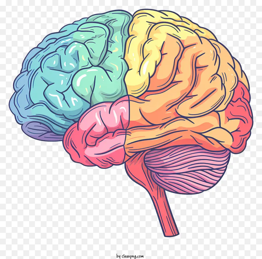 El Cerebro De La Mente，El Cerebro Humano PNG