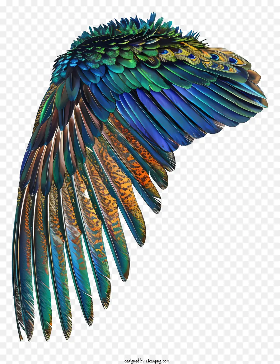 Ala De Pavo Real，Las Alas De Las Aves PNG