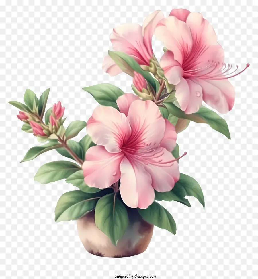 Diseño De Dibujo De Vector De Flores De Azalea Elegante，Planta En Maceta PNG