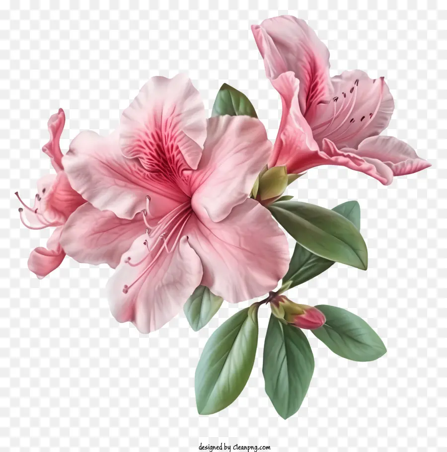 Flor De Azalea Elegante Y Realista，Flores Rosadas PNG