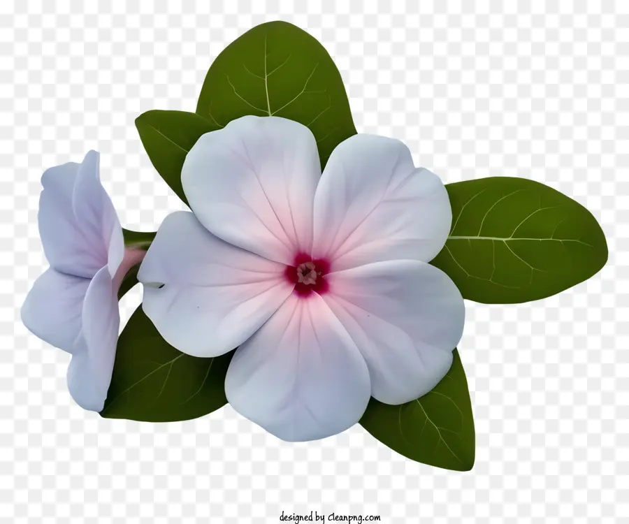 Flor Elegante De Periwinkle，El Rosa Y El Blanco De La Flor PNG