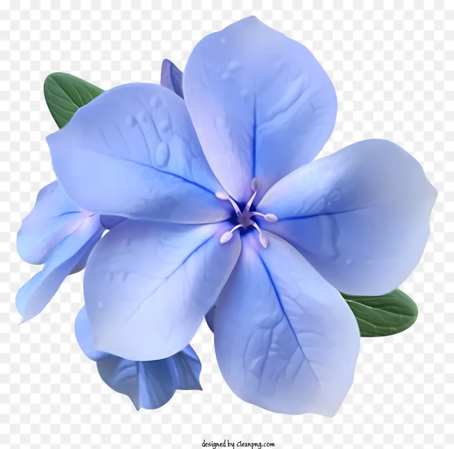 Elegante Icono De Flores De Periwinkle，Flor Azul PNG