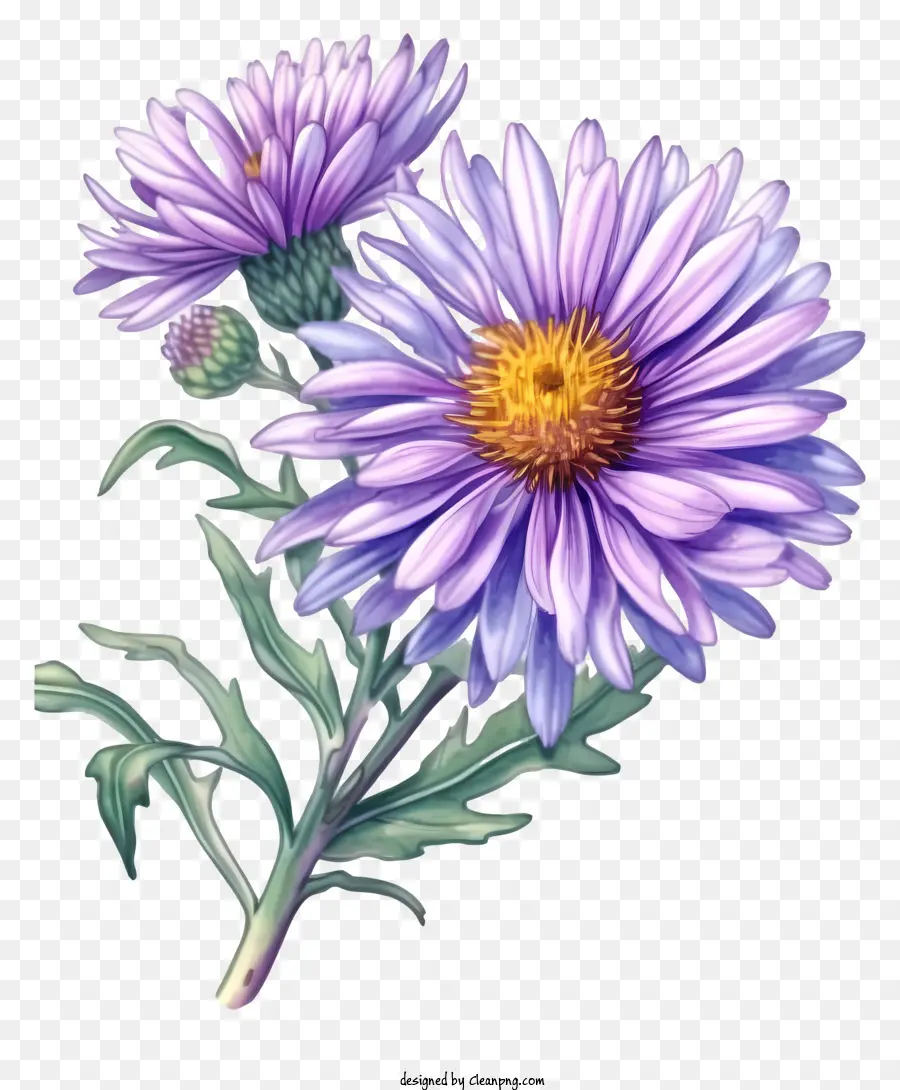 Flor De Aster Elegante Dibujada A Mano，Flor Morada PNG