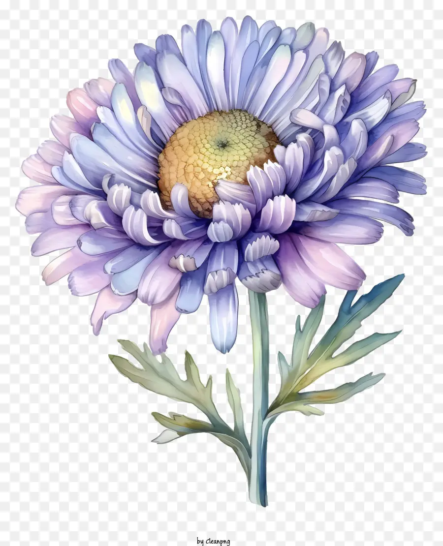 Floración De Aster Elegante De Acuarela，Púrpura De Crisantemo PNG