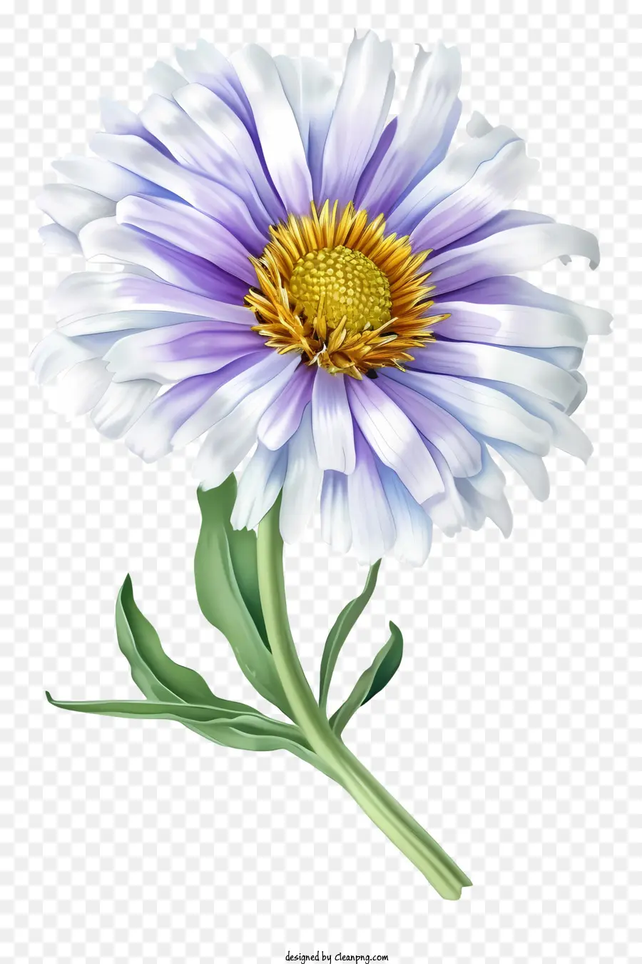 Elegante Flor De Aster，Flor PNG