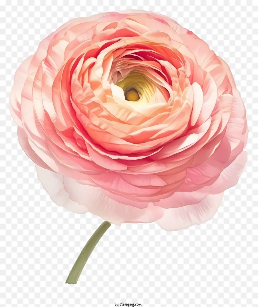 Al Estilo De Una Ilustración Romántica，Flor Rosa PNG