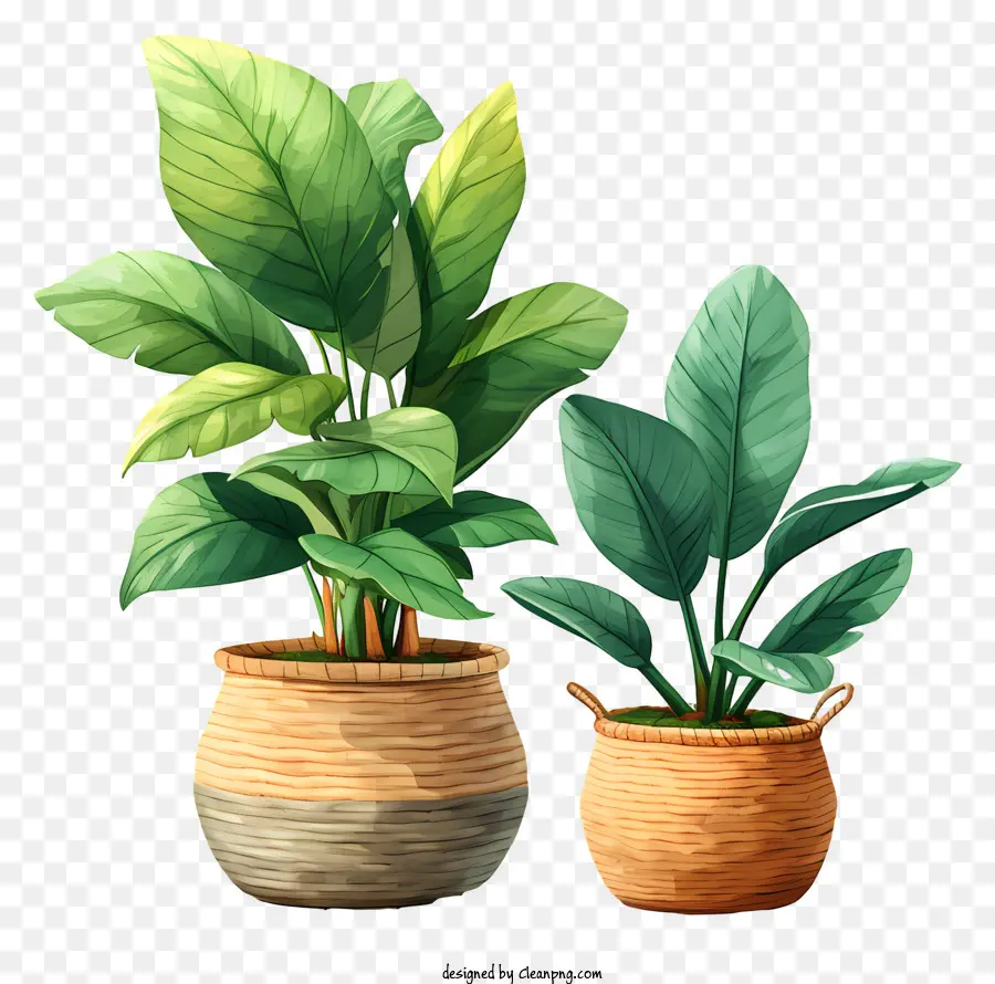 Planta，Las Plantas PNG