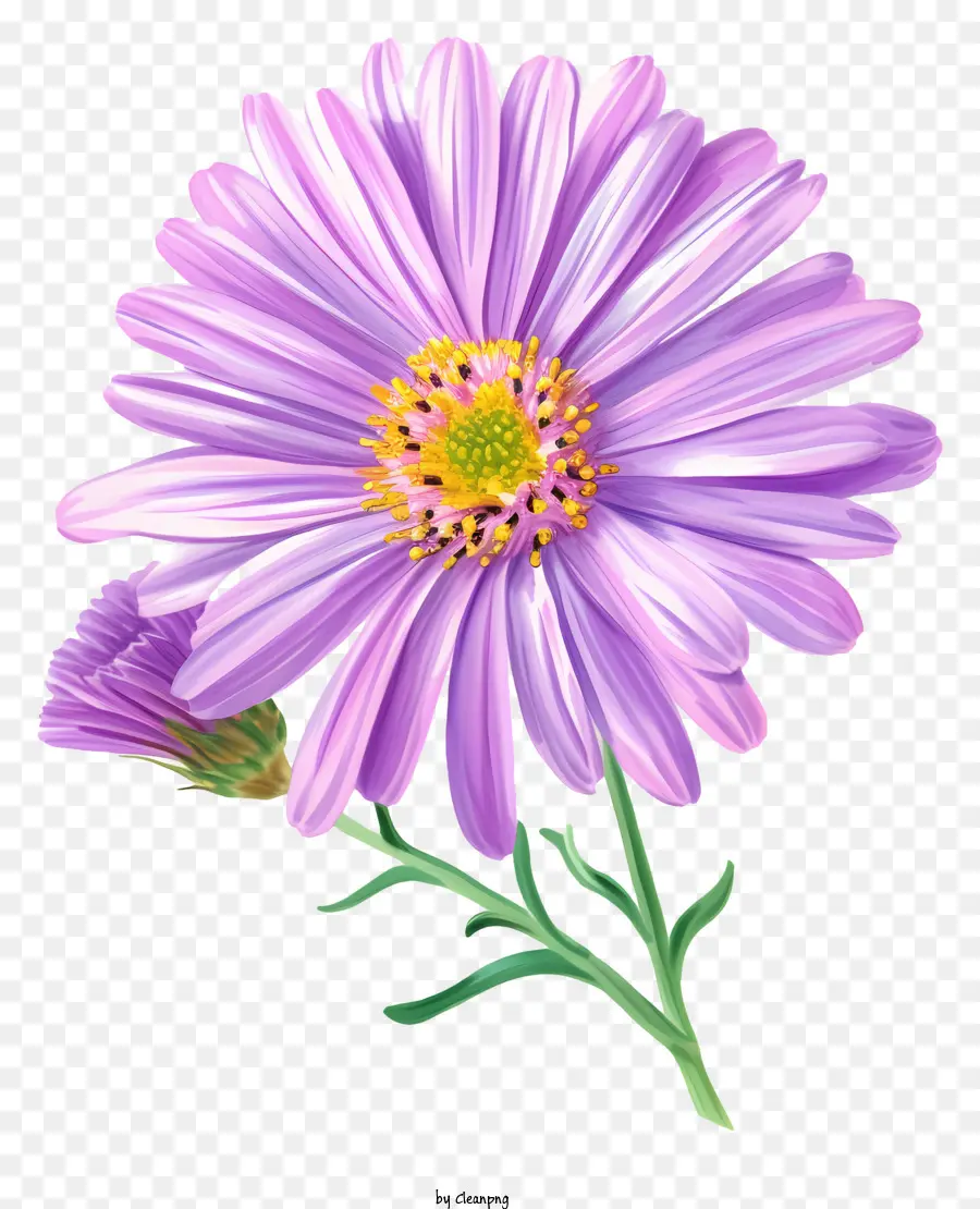 Ilustraciones Detalladas，Elegante Flor De Aster PNG