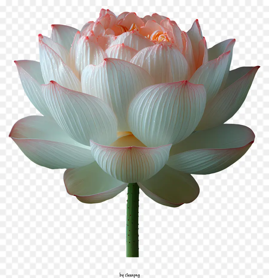 Flor De Loto，Brote De Loto Rosa PNG