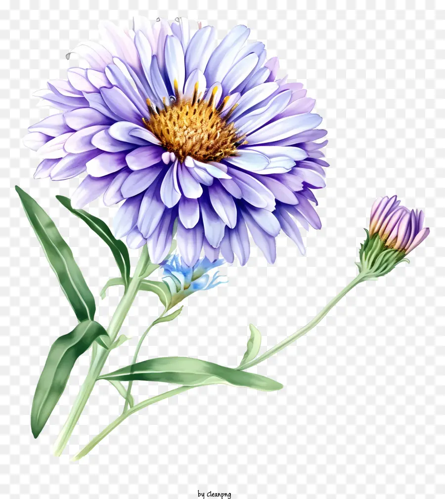 Elegante Flor De Aster，Flor Azul PNG