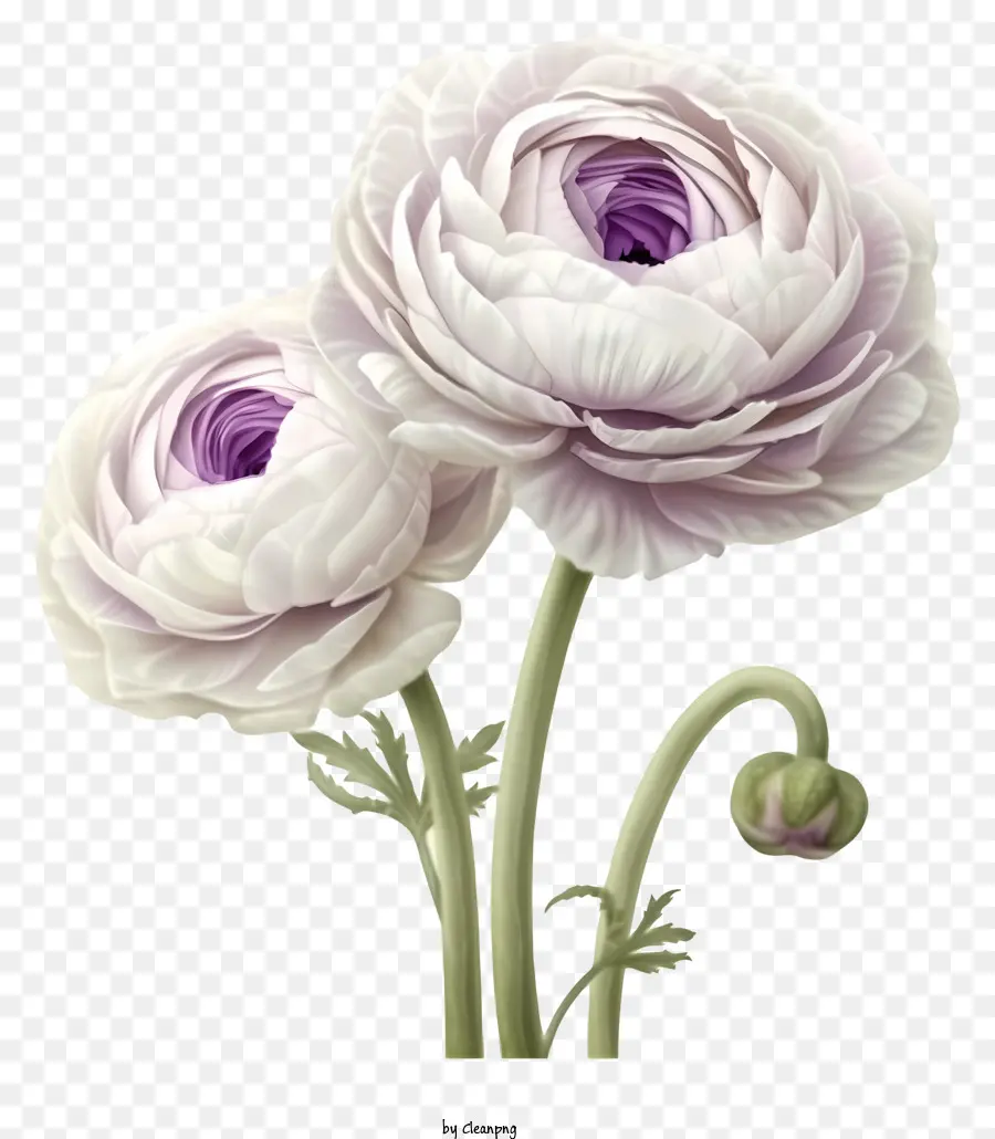 Elegante Ranunculus Flower Vector 3d，Flores De Poinsettia PNG