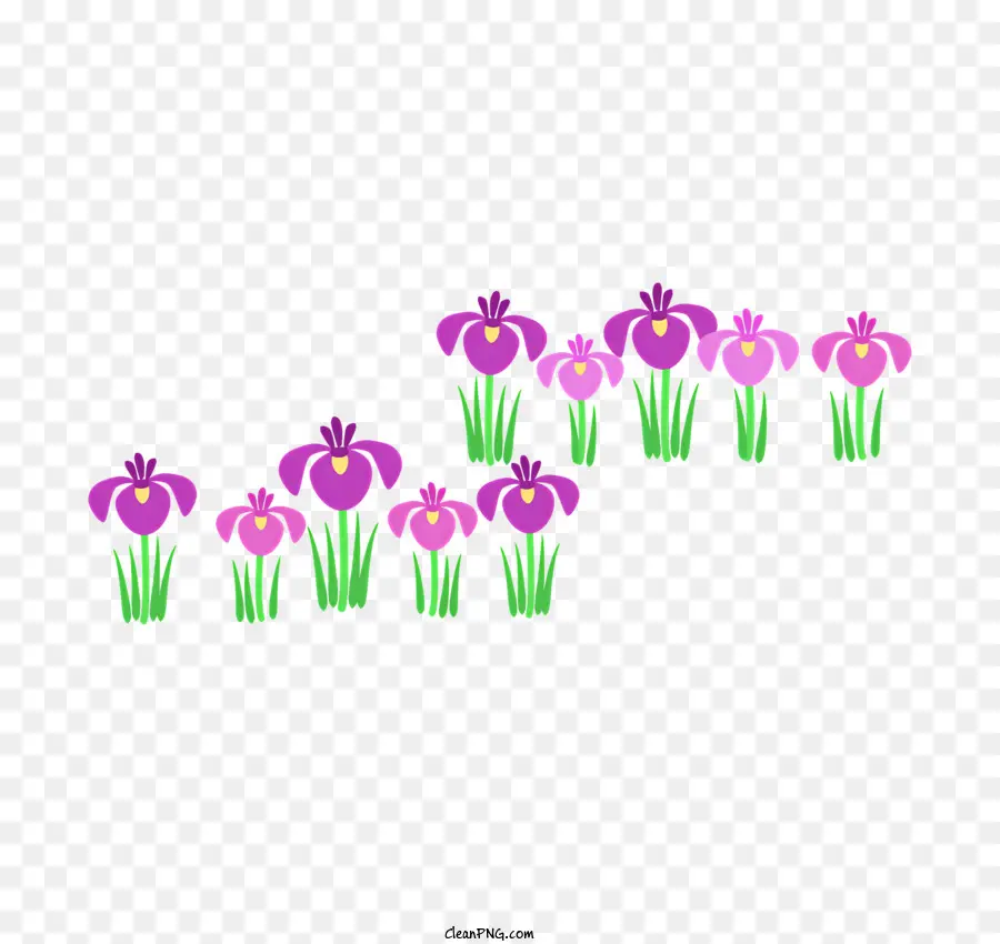 Iris，Flores De Color Púrpura PNG