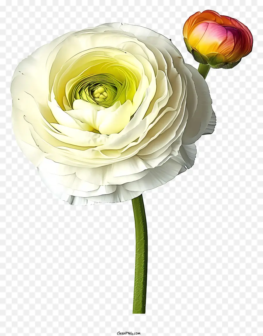 Ranunculus Flor，Flor Blanca PNG