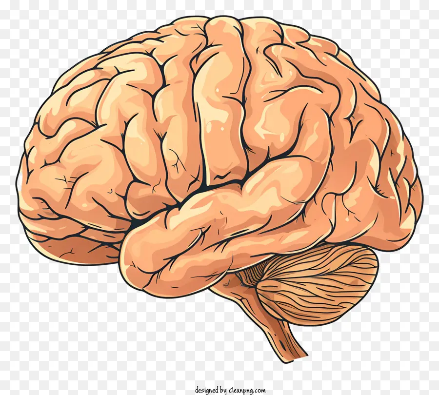 El Cerebro De La Mente，El Cerebro Humano PNG