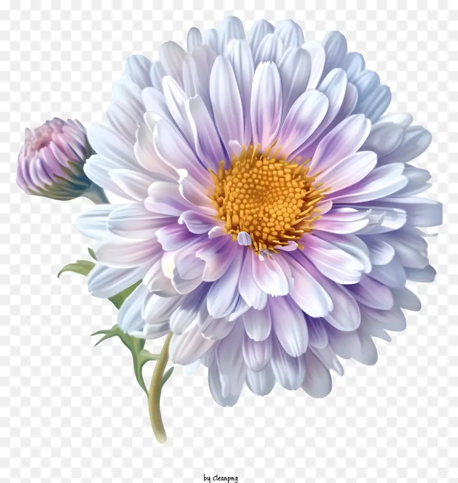 Elegante Aster Flower Vector 3d，Crisantemo PNG