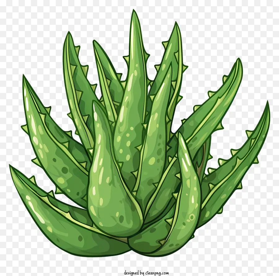 Hoja De Aloe Vera，Planta Suculenta PNG