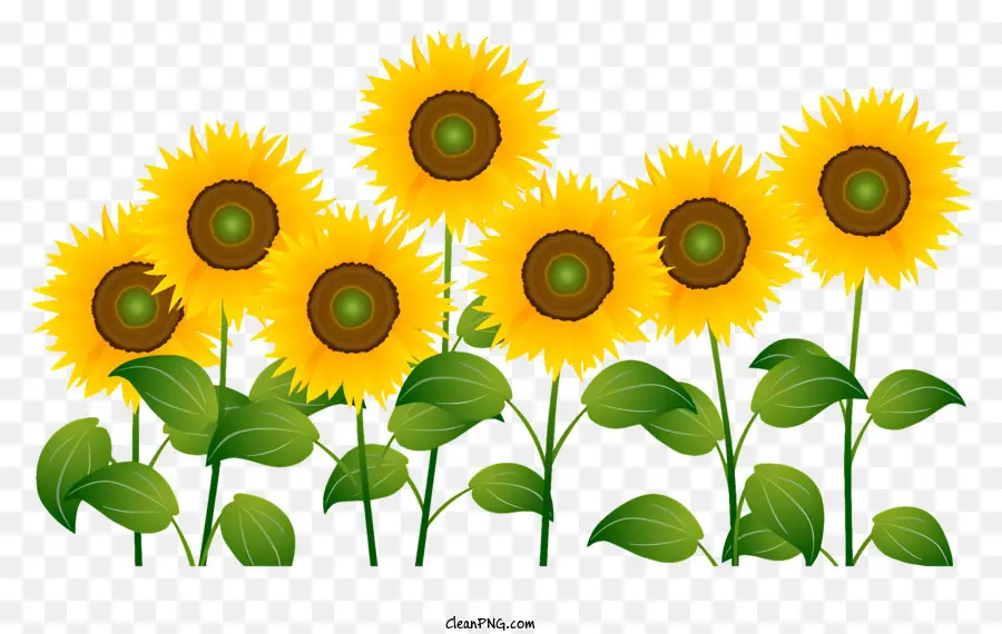 Girasol，Los Girasoles PNG