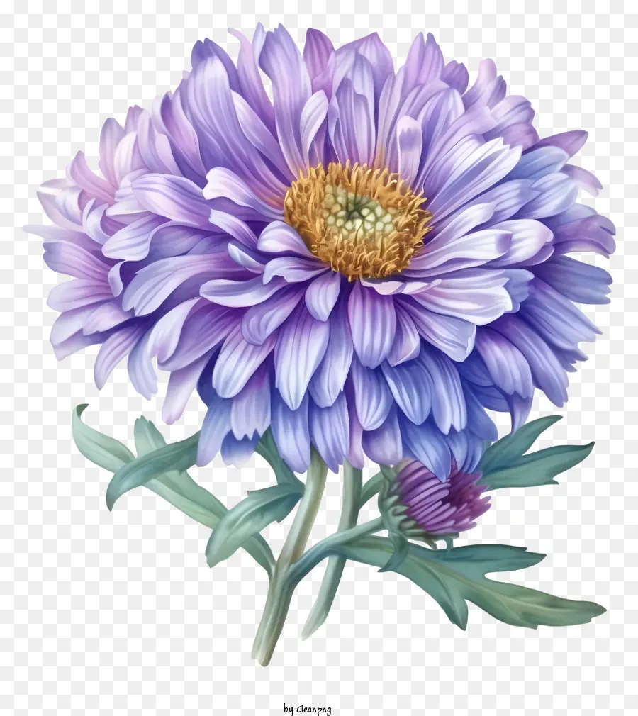 Al Estilo De La Ilustración Romántica，Elegante Flor De Aster PNG