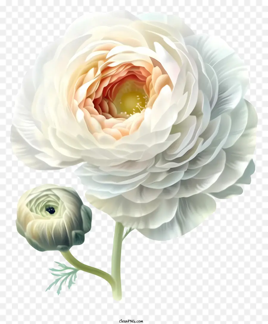 Elegante Icono De Flores De Ranunculus，Flor Blanca PNG