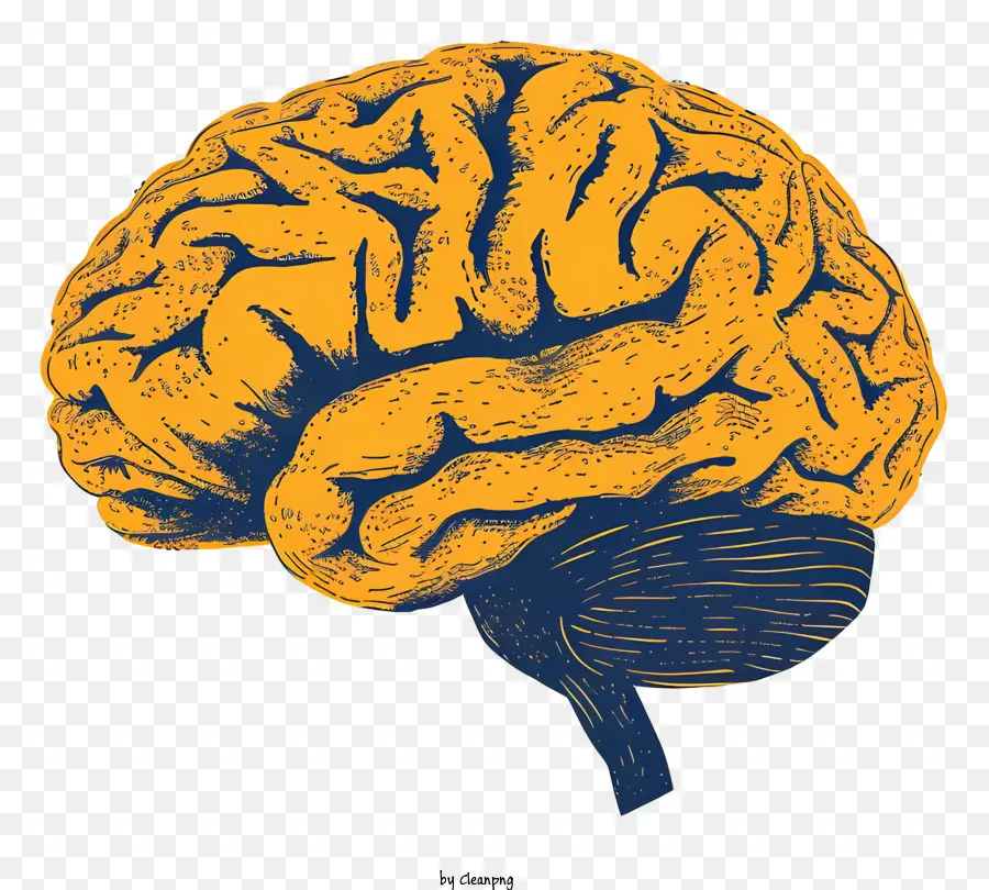 El Cerebro De La Mente，El Cerebro Humano PNG