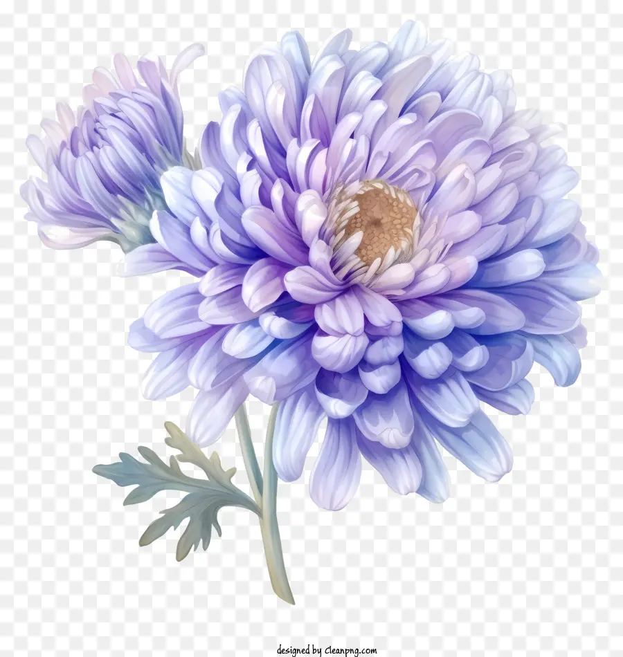 Al Estilo De La Ilustración Romántica，Elegante Flor De Aster PNG