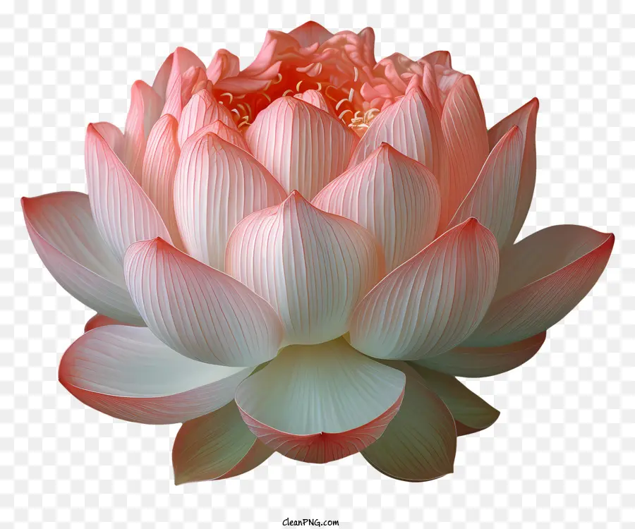 Flor De Loto，Flor De Loto Rojo PNG