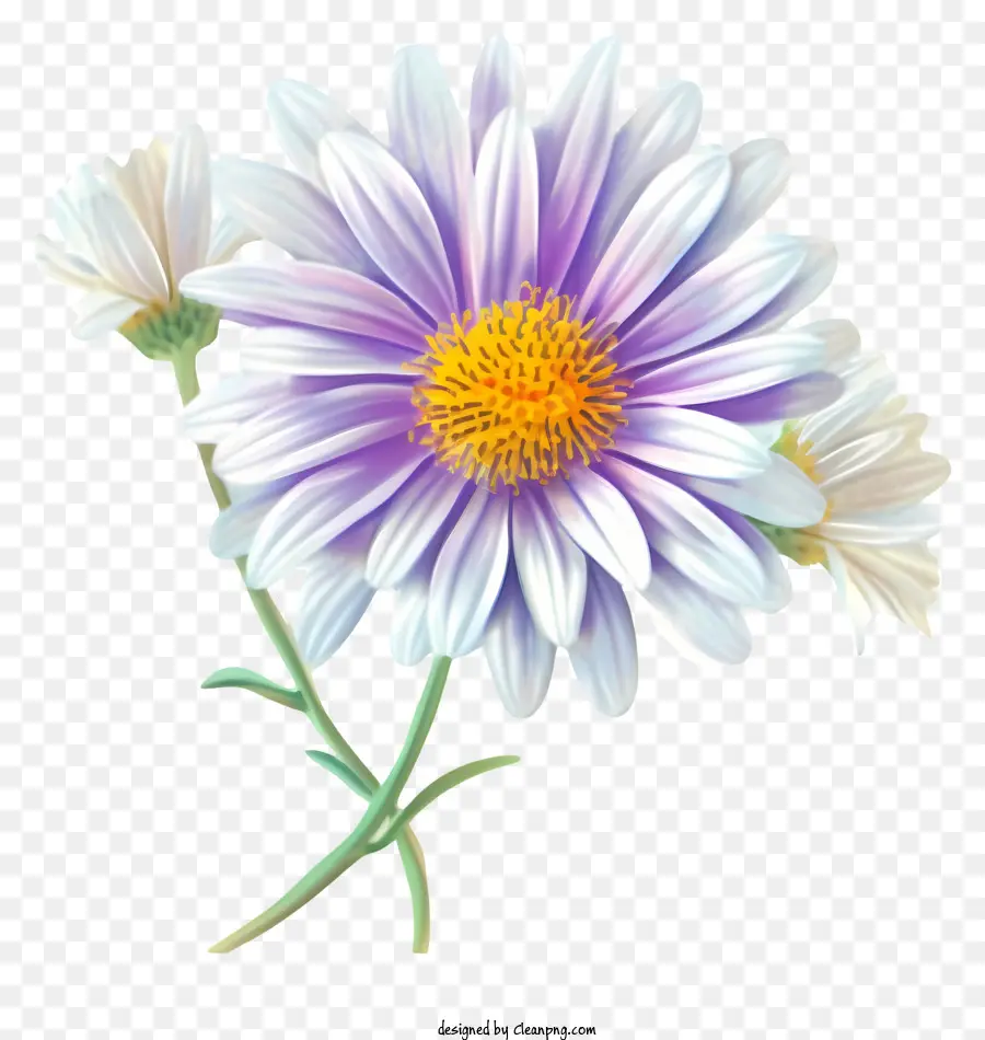 Elegante Icono De Flores Aster，Flor PNG