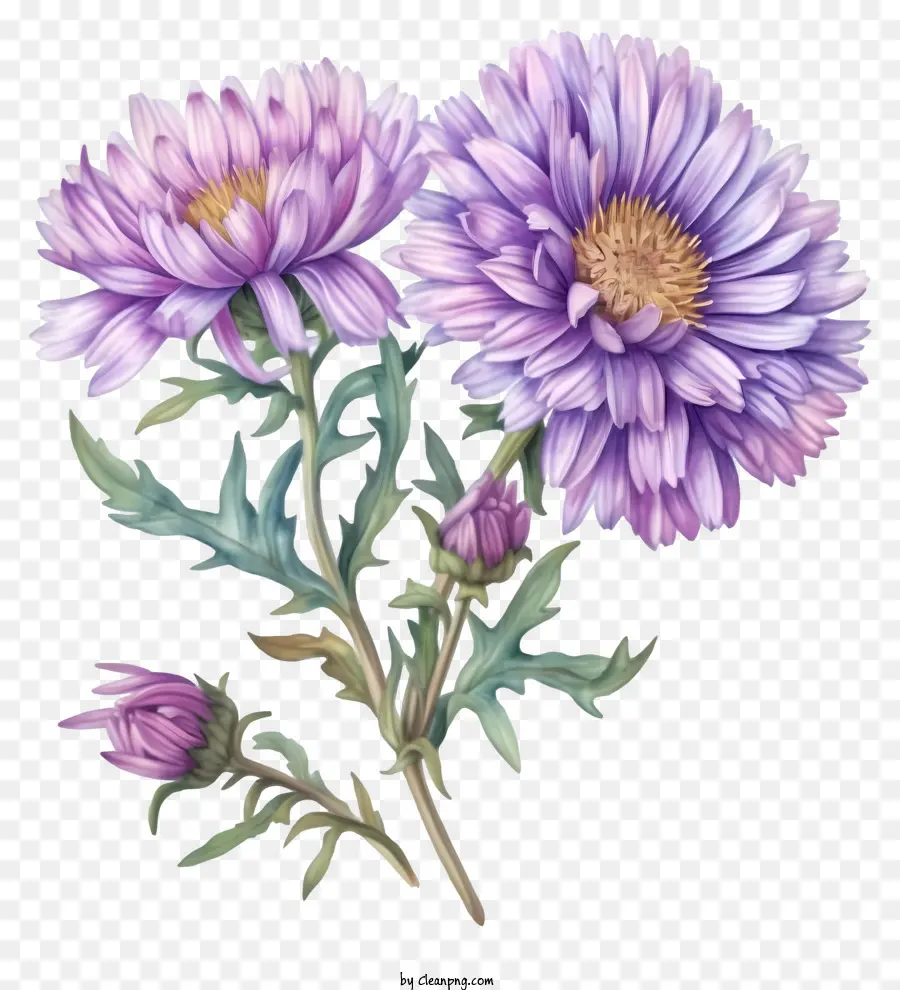 Al Estilo De La Ilustración Romántica，Elegante Flor De Aster PNG