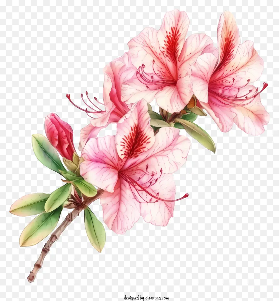 Ilustraciones Detalladas，Flores Rosadas PNG