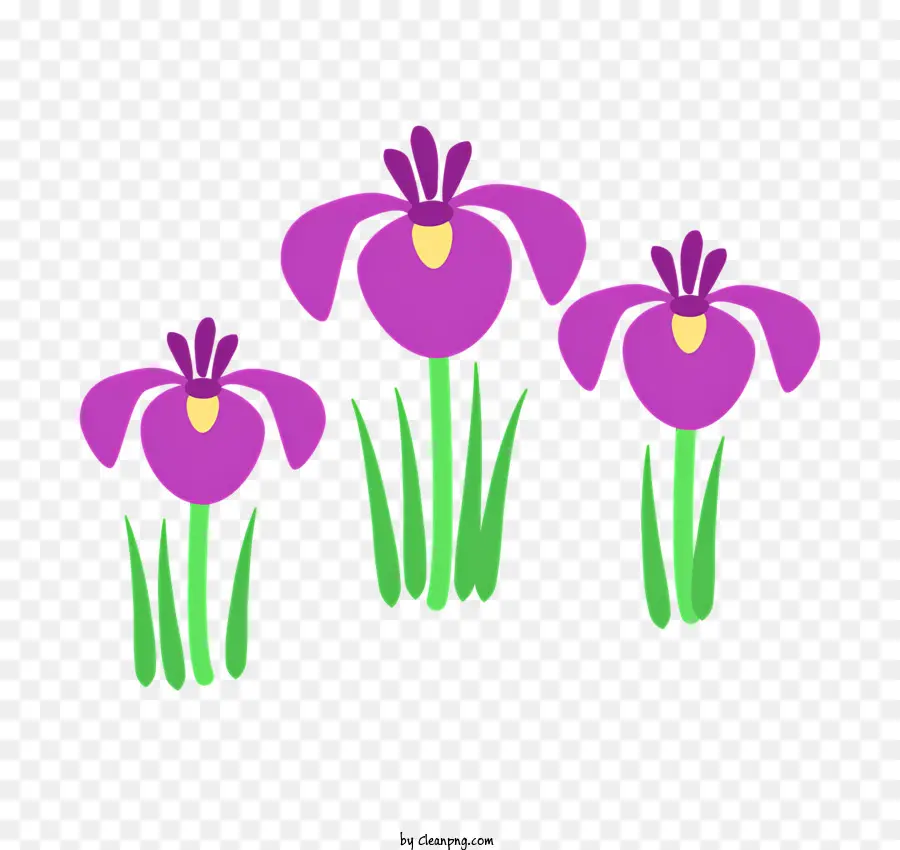 Iris，Iris Morados PNG