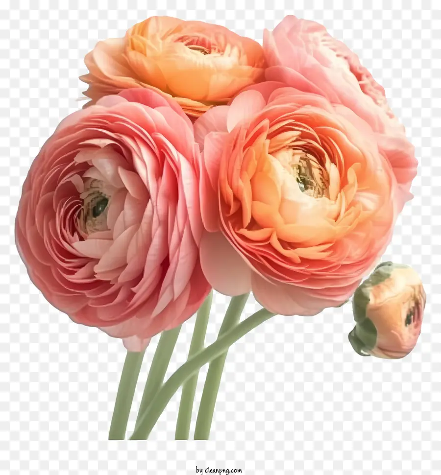 Flor De Ranunculus Elegante Y Realista，Flores Rosas Y Naranjas PNG