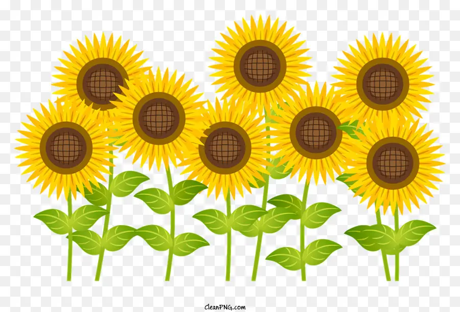 Girasol，Girasoles PNG