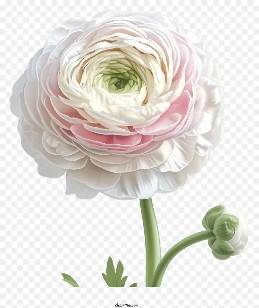 Flor Plana Elegante Ranunculus，Flor Blanca PNG