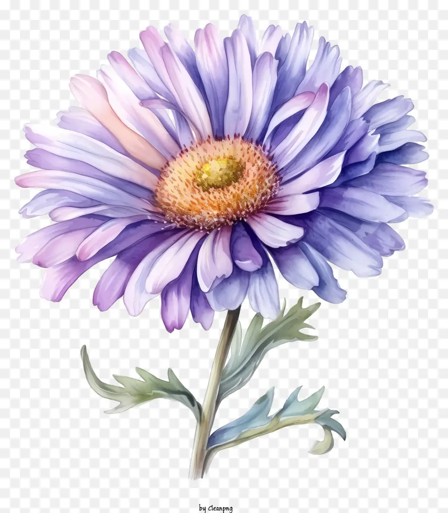 Floración De Aster Elegante De Acuarela，Púrpura De Crisantemo PNG